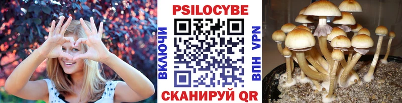 Купить где  Чухлома  Псилоцибиновые грибы прущие грибы 